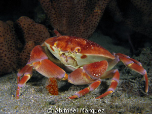 Batwing Coral Crab, nigth dive. by Abimael Márquez 